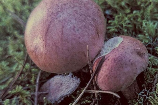 什么样的蘑菇有毒，5种辨认方法区分是否有毒
