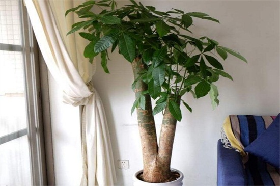 室内大型盆栽植物有哪些，4种常见且最美的植物