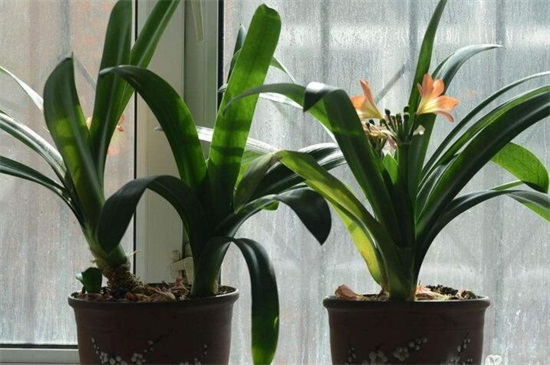 室内大型盆栽植物有哪些，4种常见且最美的植物
