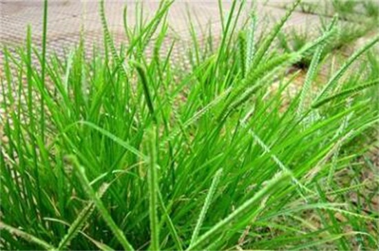 牛根草的功效与作用，可化瘀通经和美容养颜