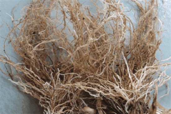 牛根草的功效与作用，可化瘀通经和美容养颜