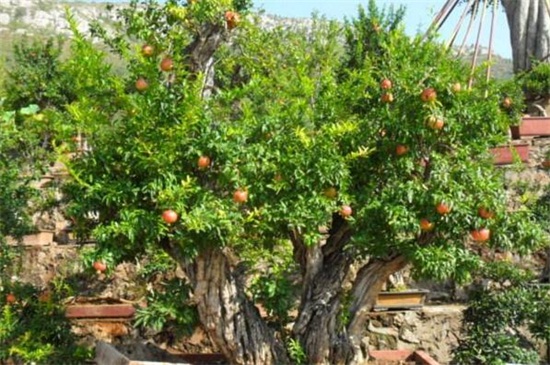 白果树和银杏树一样吗，一样的/果实可入药