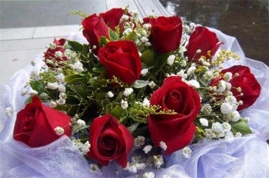 红玫瑰象征着什么意义，热情真爱/爱神之花