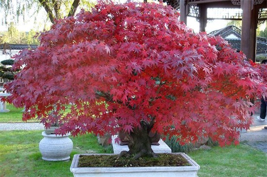 红枫盆景多少钱一棵，一般15～200元一棵