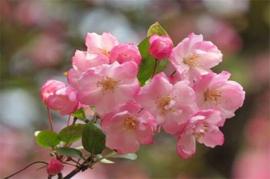 樱花的象征意义，热烈和高尚的品质