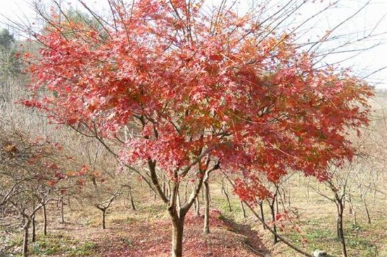 鸡爪槭和红枫的区别