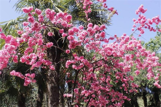 20公分樱花树价格多少，一般2000～3000元一株