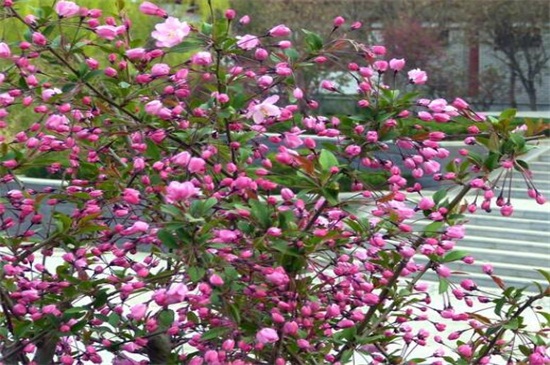 20公分樱花树价格多少，一般2000～3000元一株