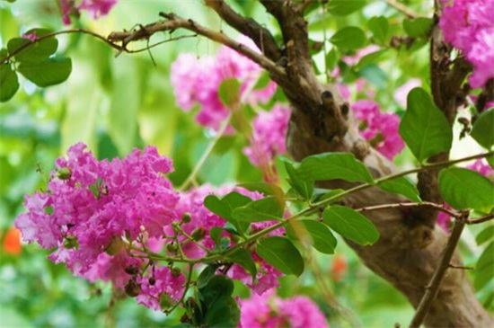 紫薇树多少钱一颗，通常3.5～700元一棵