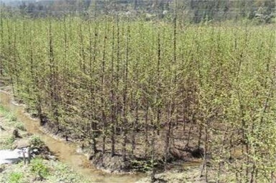 水杉树苗一年长多大，一年可长高一米左右