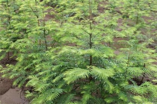 哪里有水杉树苗购买，长江附近区域可购买