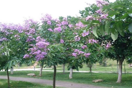 紫薇树种在哪里旺风水，放在三处可增强风水