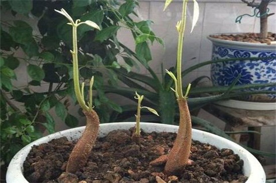 榴莲籽怎么种小盆栽