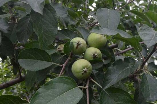 苹果的生长过程是什么，六个阶段直至成熟