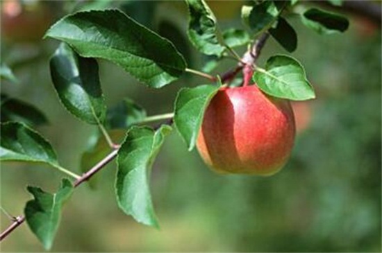 苹果的生长过程是什么，六个阶段直至成熟