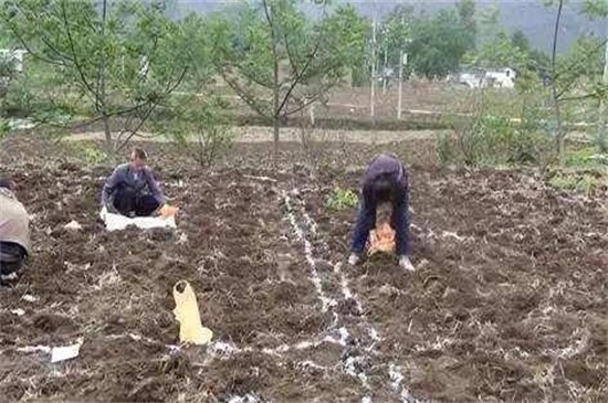 基肥和追肥有什么区别，基肥改善土壤追肥提供养分