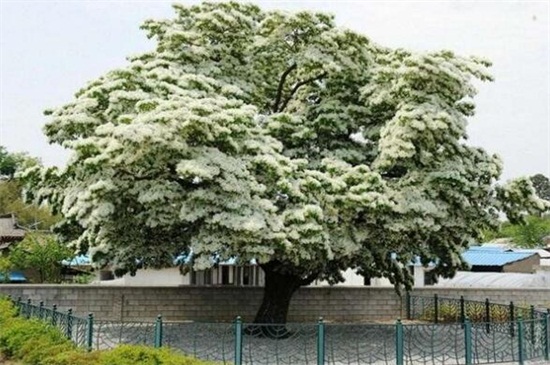 流苏树几年开花，大概在4～5年开花最迟7年