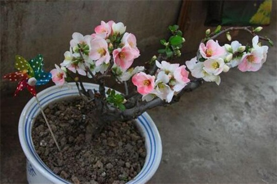 西府海棠什么时候种植，春季的3～4月份种植最佳