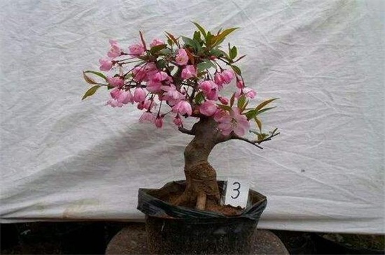 西府海棠什么时候种植，春季的3～4月份种植最佳