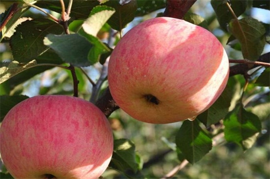 苹果什么季节成熟