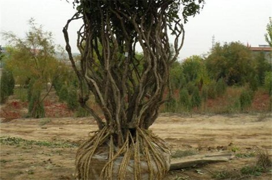 灌木需要草绳绕树干吗，需要/利于生长发育