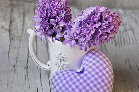 紫色风信子花语是什么
