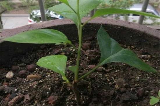 三角梅的种植方法