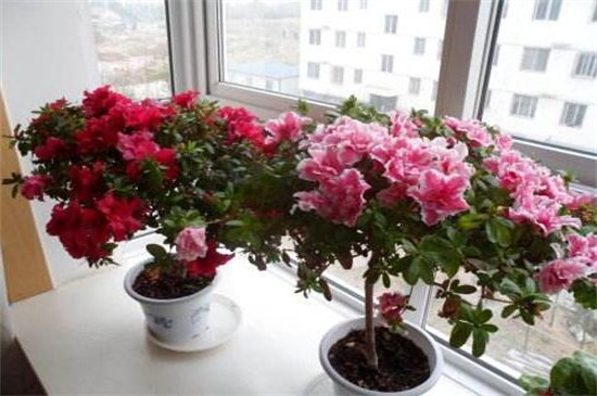 卧室飘窗上能养花吗，能/美化环境还能净化空气