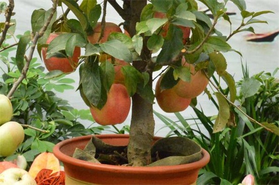 盆栽苹果树栽培技术