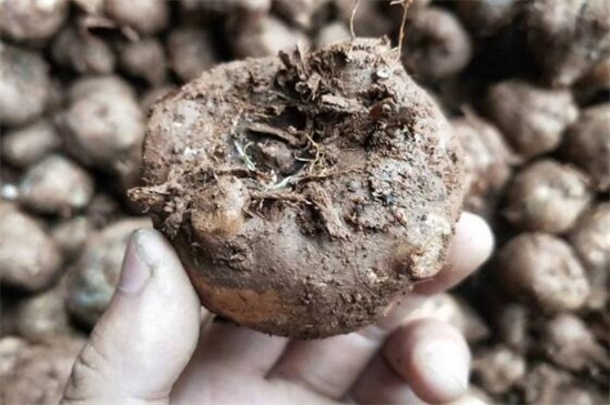 魔芋种子多少钱一斤，种子5～10元一斤