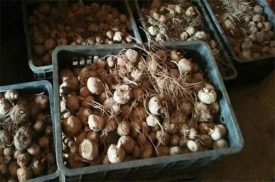 魔芋种子多少钱一斤，种子5～10元一斤