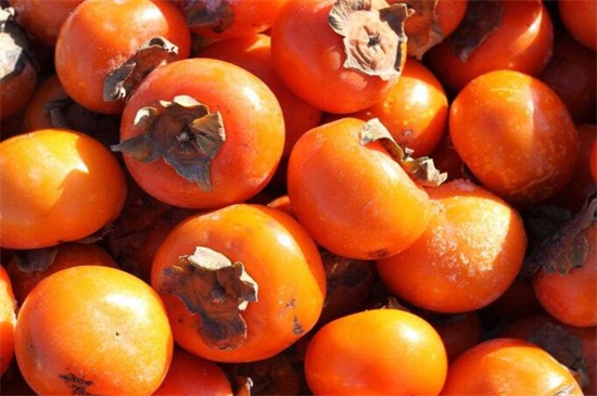 柿子成熟的季节是几月