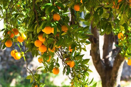 橘子树怎么修剪