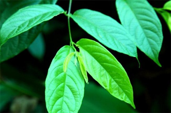 双子叶植物和单子叶植物的区别，4种区分方法