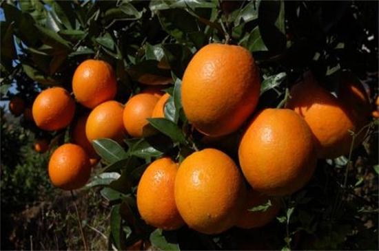 橙子成熟的季节是几月