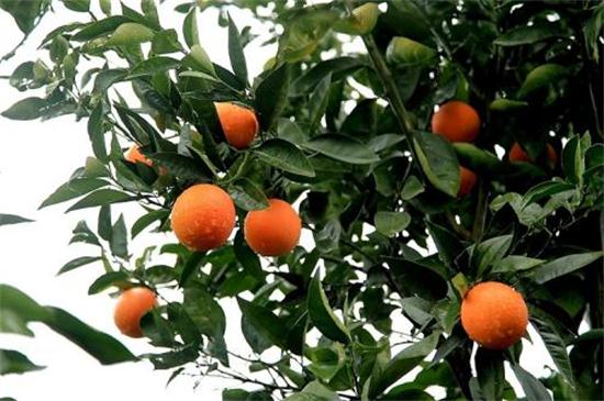 橙子成熟的季节是几月