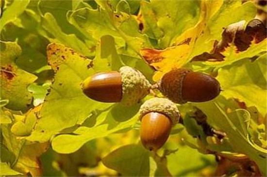 榛子树的种植方法