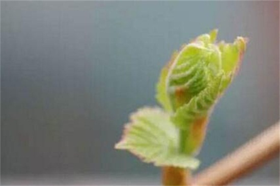 葡萄的生长过程，萌芽到落叶六个生长阶段