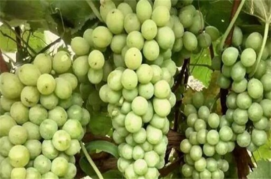 早熟葡萄新品种，盘点十种早熟品种