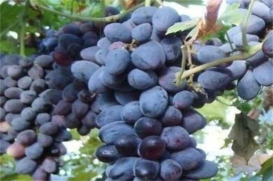 早熟葡萄新品种，盘点十种早熟品种