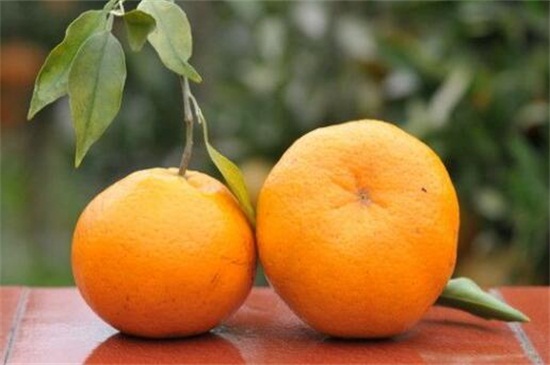 目前最好的柑橘品种，盘点十种优良品种