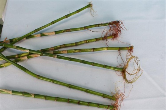 富贵竹的繁殖方法