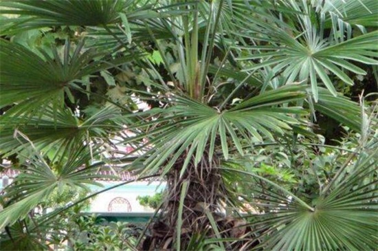 棕榈的栽培及加工技术