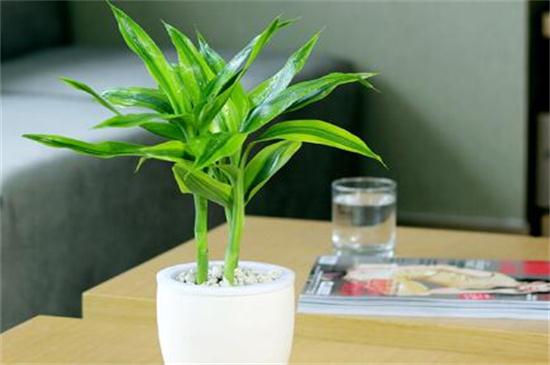 富贵竹的水培方法