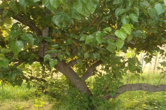 五种不能种在家里的树，养桑树榕树会带来厄运