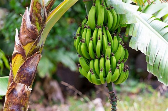 香蕉树是一年一种吗，不是一年一种属一年一长