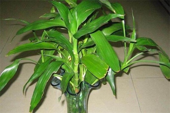 富贵竹有几种种类图片