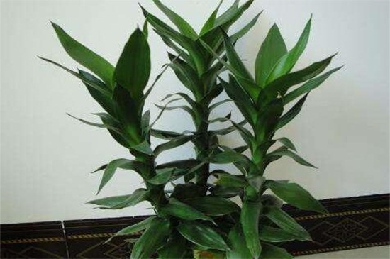 富贵竹有几种品种图片