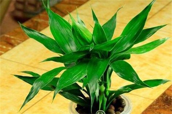 富贵竹有几种品种图片