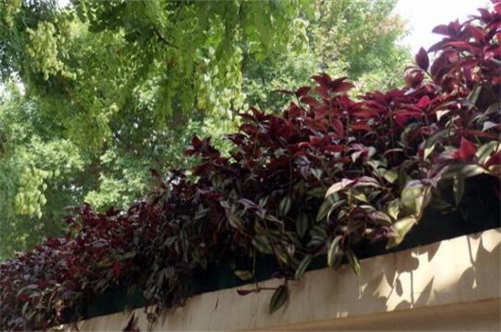 一年四季常绿爬墙植物，养常春藤和绿萝可爬满墙